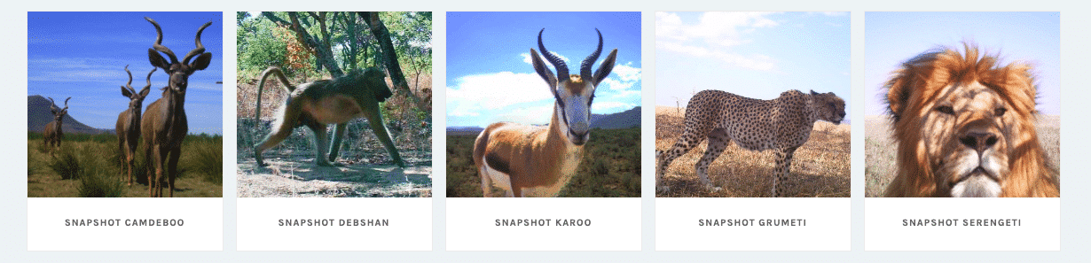 snapshot serengeti