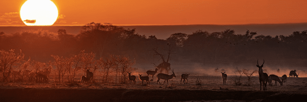 Wildcam Gorongosa