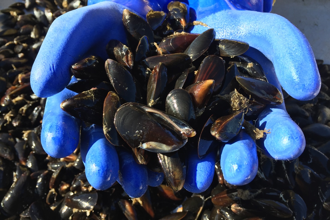 GreenWave Vertical, regenerative underwater farming — Atlas of the Future