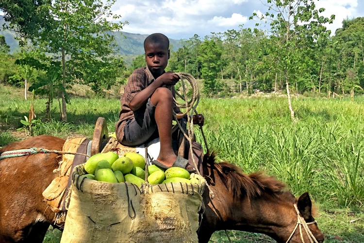 mango farming in Haiti with Agriledger