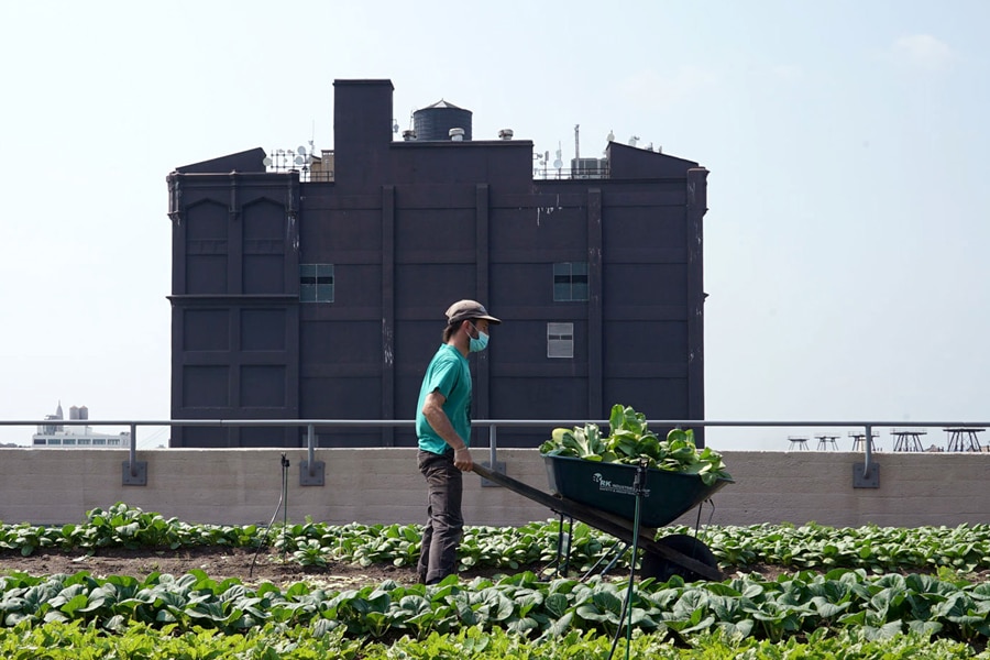 Rooftop yields at Brooklyn Grange