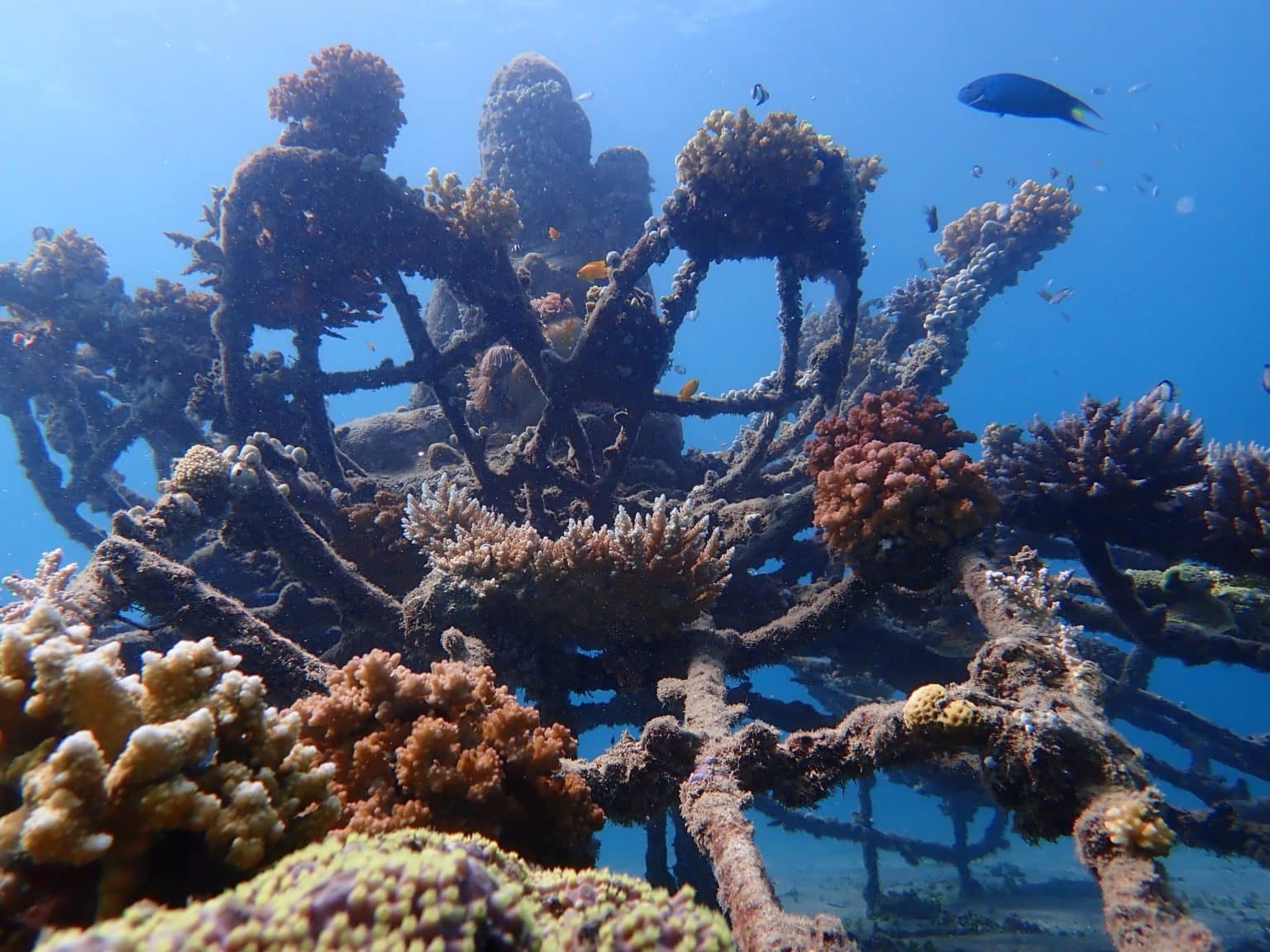 Biorock Indonesia Is Restoring Coral With Electrified Reefs — Atlas Of ...