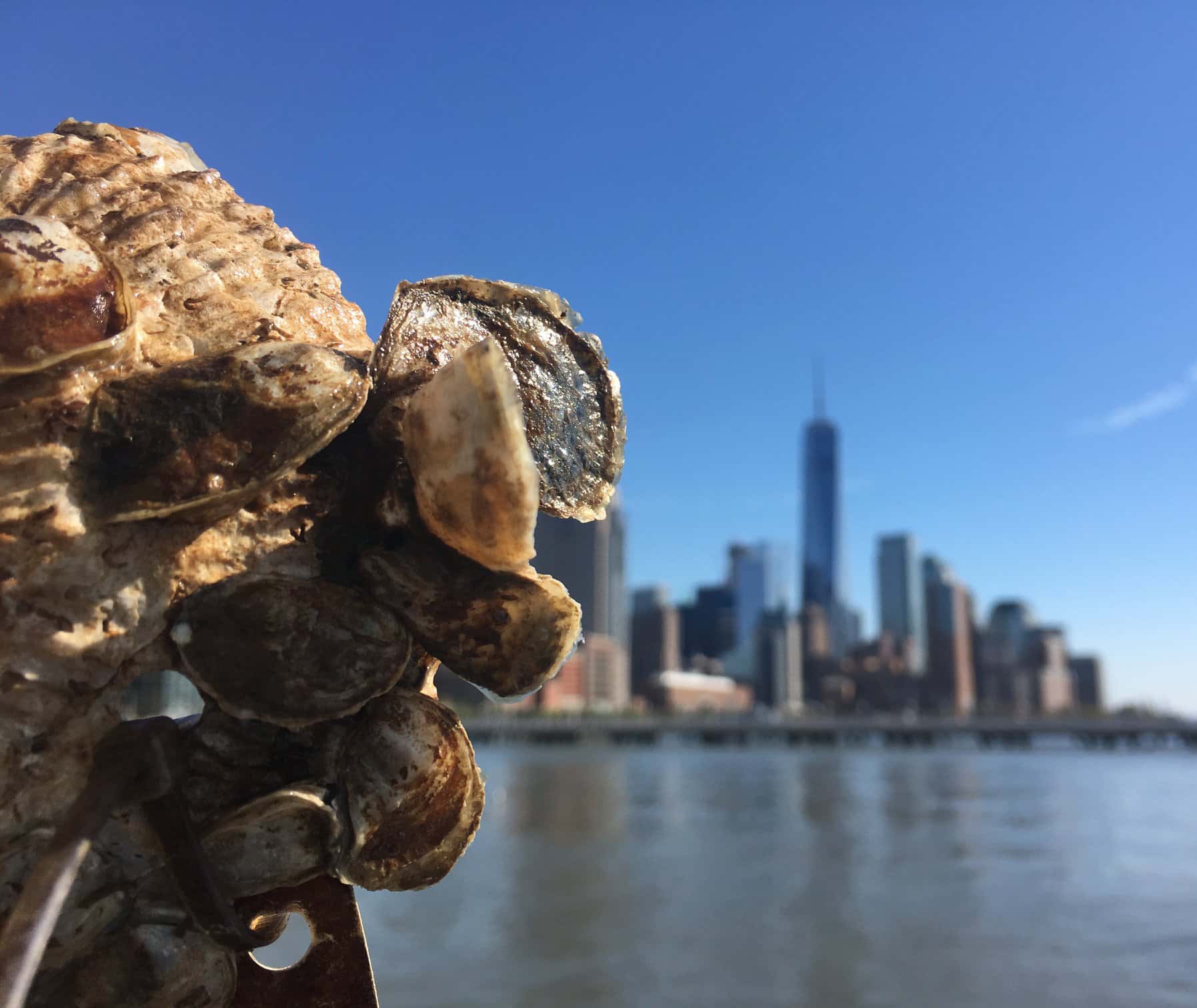 The Billion Oyster Project wants to restore New York Harbour’s oyster