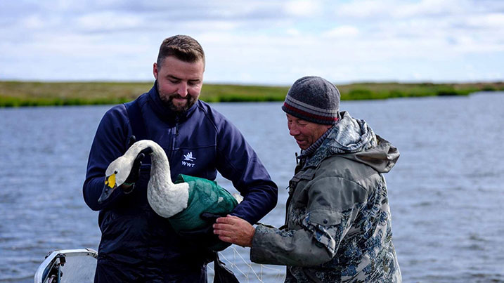 Ringing and researching Bewick's swans in the Russian arctic