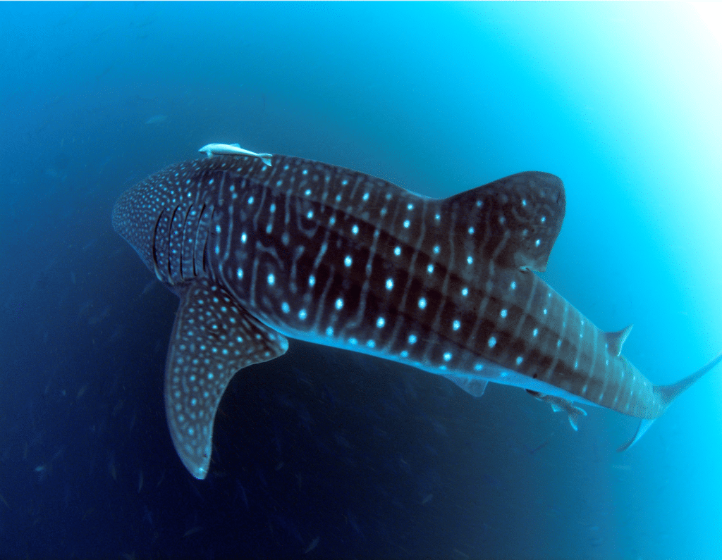 Whale shark in the wild