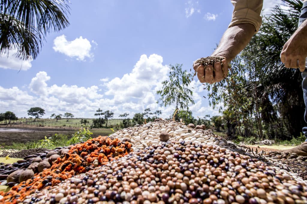 Xingu Seed Network Small Seeds Doing Good Deeds Atlas Of The Future Atlas Of The Future