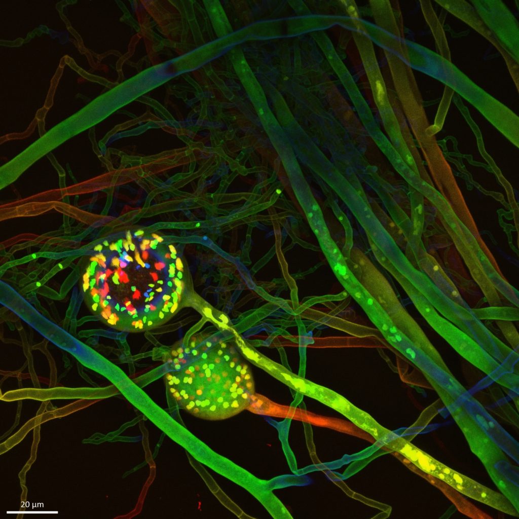 Confocal 3D-image of a fungal network with reproductive spores containing nuceli (smaller dots)