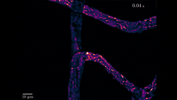 Purple contrast video of nutrient flow inside mycelium 