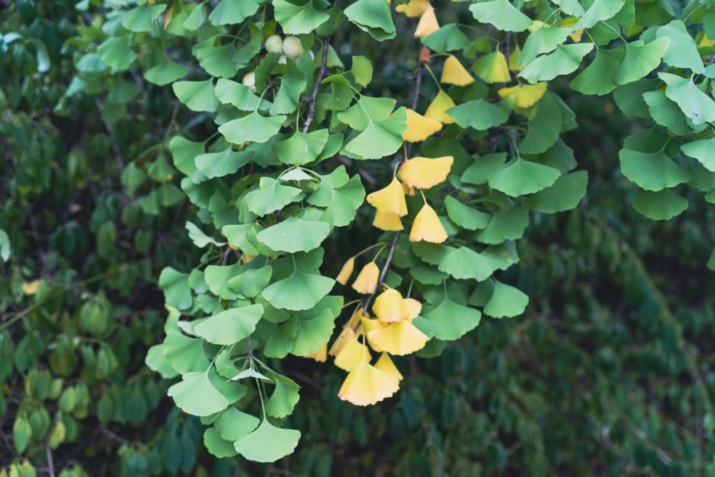 Red and yellow ginkgo leaves on branch