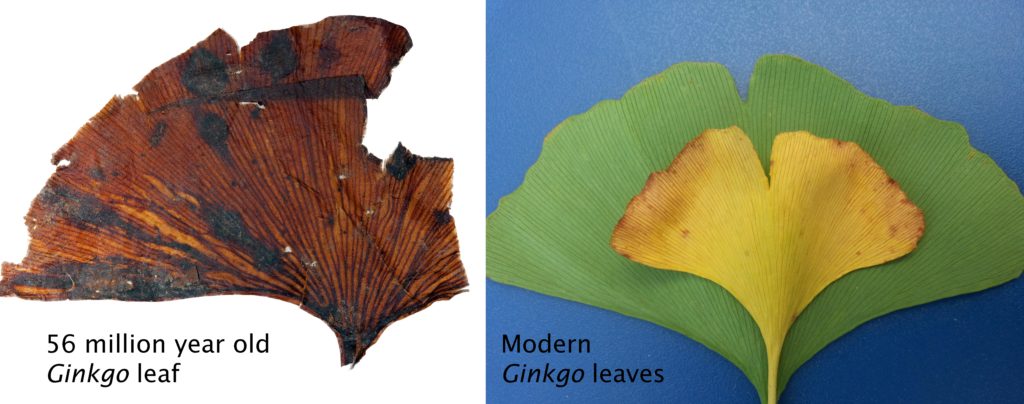 Fossil and modern ginkgo leaves side by side
