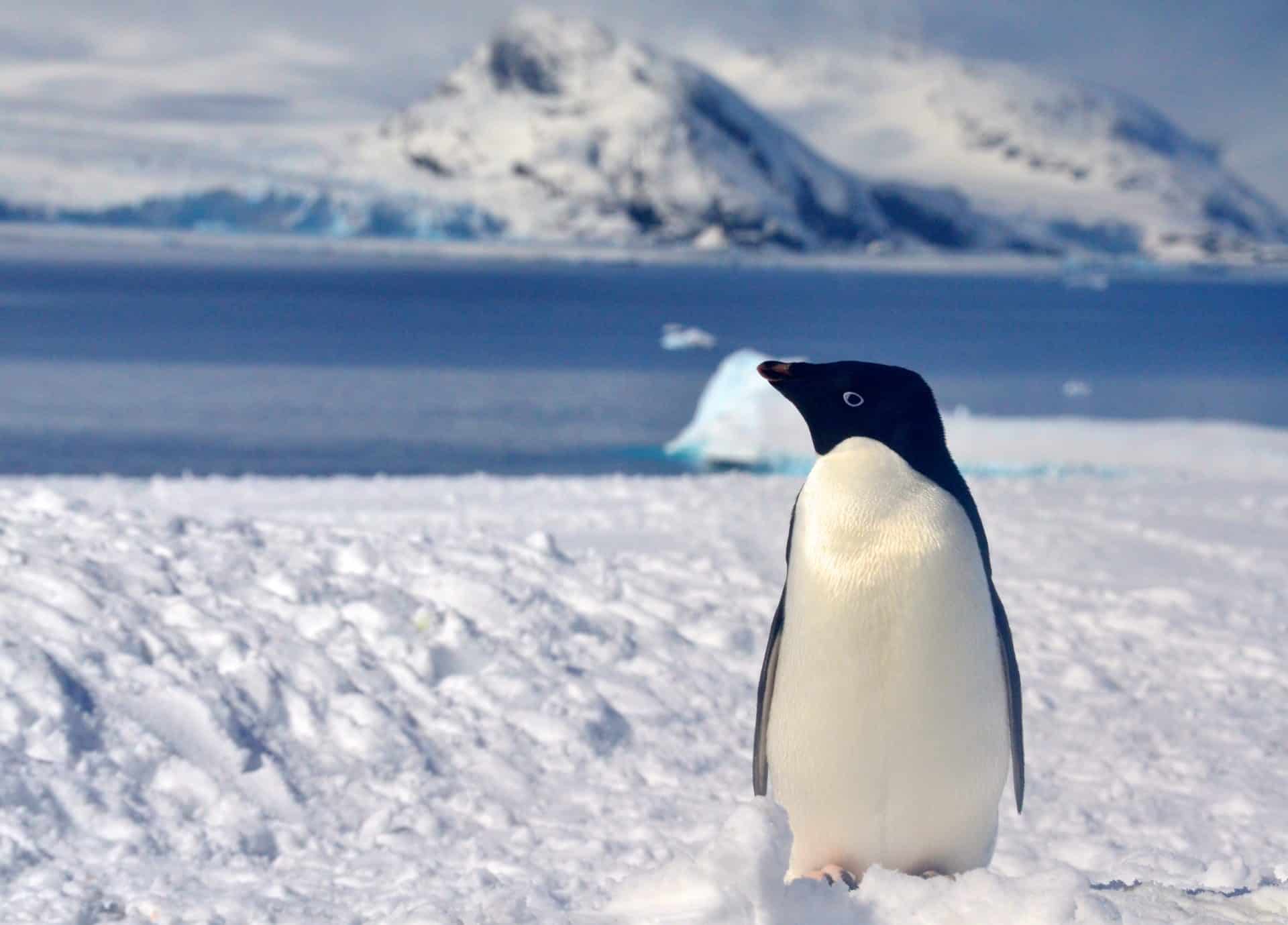 Penguin Watch, become a penguin detective | Atlas of the Future — Atlas ...