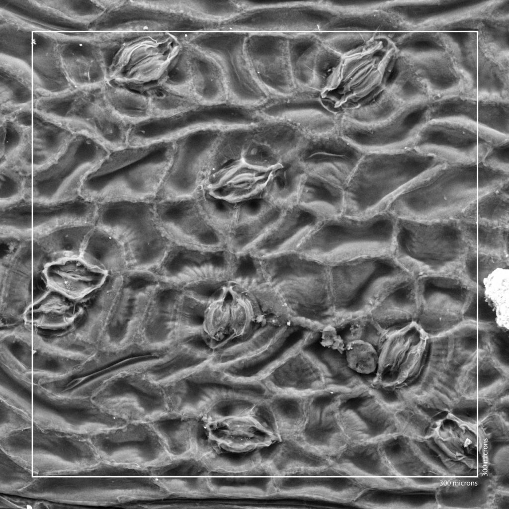 Image of stomata on ginkgo leaf in black and white
